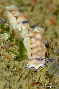Nudi train in a strong swell by Raoul Caprez 
